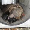 Berin die hardloper in Italië heeft gedood is naar reservaat in Duitsland gebracht