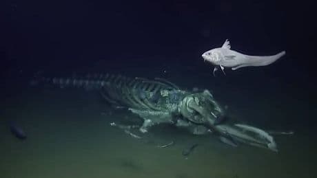 Exploran la Fosa de las Marianas y descubren que todos los seres que viven allí comparten un secreto
