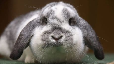 Tierheim Düsseldorf mit Update: So geht es dem kranken Kaninchen Oreo