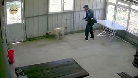 Köy kahvesinde bakılan köpeği bastonuyla darbetti