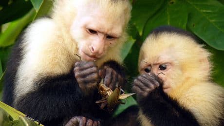 Monos capuchinos secuestran a crías de otras especies por &quot;aburrimiento&quot; en Panamá