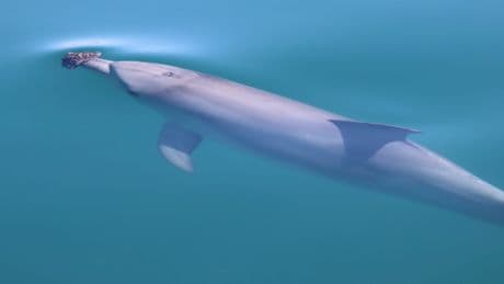 Some Australian dolphins use sponges to hunt fish, but it's harder than it looks
