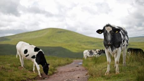 Supermarkets pledge to keep sourcing meat from British farms after US trade deal