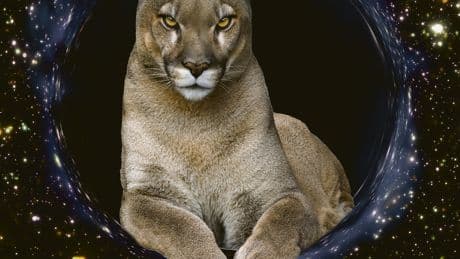 Sachsen-Anhalt | Puma oder Panther