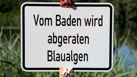 Gefährliche Bakterien: Blaualgen im Muldestausee entdeckt - Badeverzicht empfohlen
