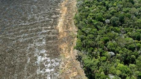 Will The EU Postpone Its Deforestation Law, Yet Again?