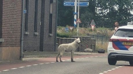 Politie schiet ontsnapte wolfshond dood bij Belfeld (L)