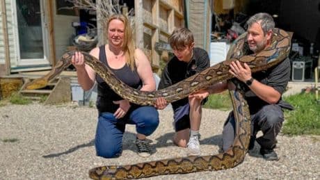 ‘Monster’ 18ft python rescued along with three others after being found dumped in woods