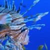 Le poisson-lion, une menace colorée qui envahit la Méditerranée