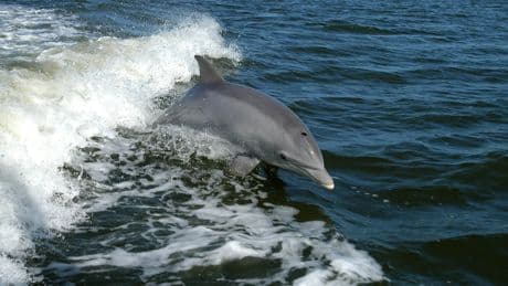 La lengua secreta de los delfines: descubren que se ponen nombres que podrían ocultar más información
