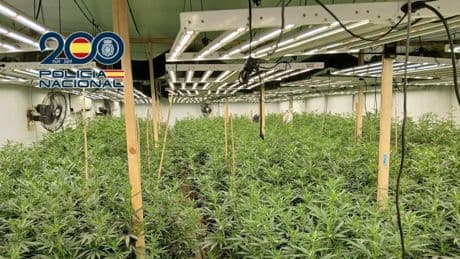 Cae una plantación de marihuana con videovigilancia y conexión ilegal en Orihuela