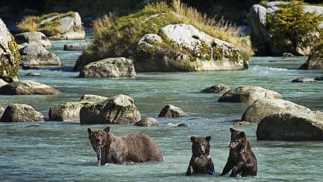 Grizzlis, loups et vautours : quels animaux sauvages voir dans quels parcs nationaux américains ?