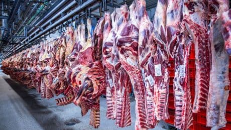 Marktkonzentration nimmt zu: Zahl der Schweineschlachtungen wieder leicht gestiegen