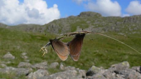 Scientists ask public to look out for England’s only mountain butterfly
