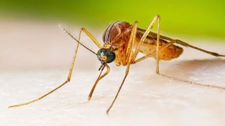 West Nile virus cases running higher than normal, prompting health warnings