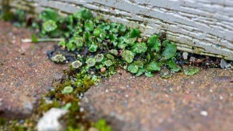 'Weeds die straightaway' and 'never come back' using tried and tested hack