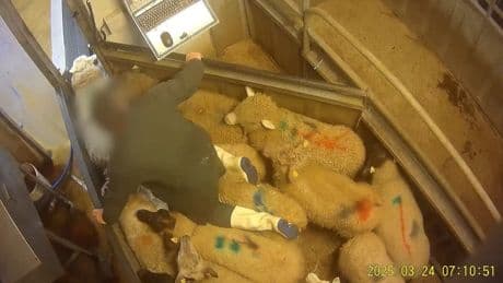 Animaux découpés vivants, égorgements "laborieux": L214 porte plainte contre l'abattoir de Meaux