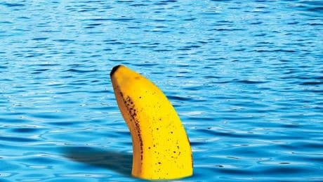 Pilzkrankheit: Ist die Banane noch zu retten?