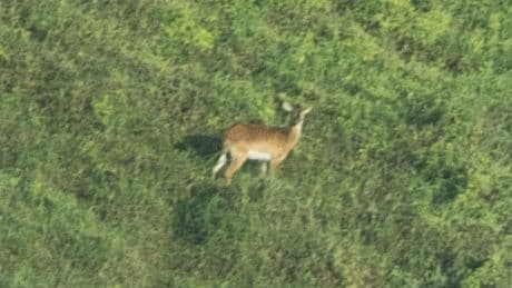 Fotografían por primera vez a una especie 'extremadamente rara' que se creía extinta desde 2005