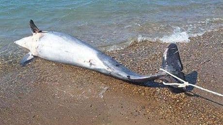 Bodrum’da ölü yunus balığı kıyıya vurdu
