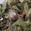 What is Fusarium graminearum, the fungus US authorities say was smuggled in from China?
