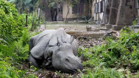 Un rhinocéros dans mon jardin
