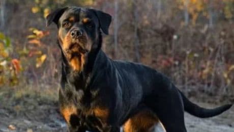 Fratellini aggrediti dal rottweiler della nonna a Lavinio: i piccoli di 8 e 10 anni in ospedale in codice rosso