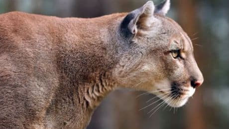 Mountain lion killed by authorities after attack on 11-year-old girl in California