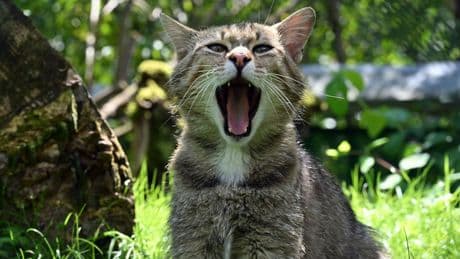 Naturschutz: "Rettungsnetz Wildkatze" - 35 Jahre BUND in Thüringen