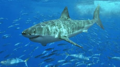 Si le temes a los tiburones evita estos lugares: las zonas con más escualos del mundo