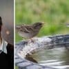 Leg stenen in een kommetje water en laat dood hout liggen: dit kan u zelf doen om dieren te helpen in deze droge periode