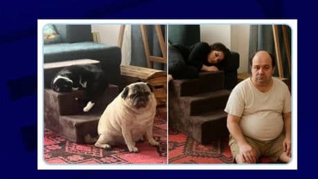 "J'ai tellement ri": avec ChatGPT, les internautes transforment leurs animaux de compagnie en personnes réelles