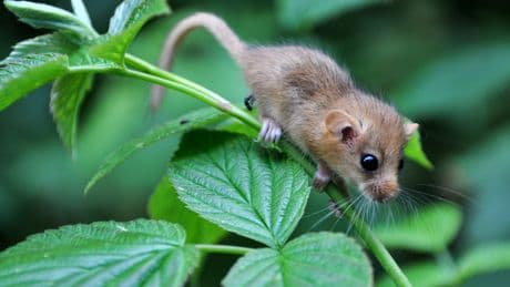 Ein Blatt reicht: So werden Sie Mäuse und Ratten schnell und einfach los
