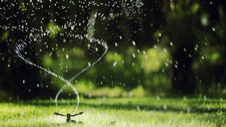Wasser sparen im Sommer: Warum selteneres Gießen dem Rasen sogar guttut