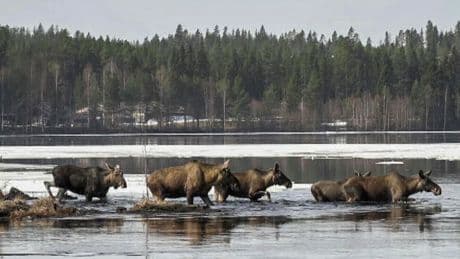 Millions tune in to see 24-hour live coverage of annual moose migration