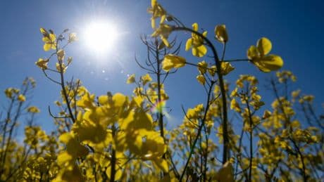 Landwirtschaft: Für Überraschungen gut: Raps auf Bayerns Feldern