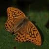 Rare butterfly spotted for first time since 1850