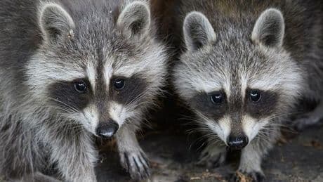 Natur: Waschbären breiten sich in Schleswig-Holstein aus