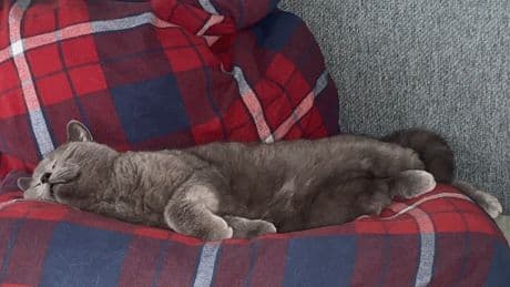 Tiergesundheit: Günther ist zu dick – vom Martyrium einer Katze auf Diät