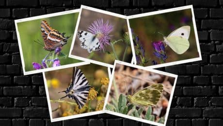 Las mariposas del Puig de Castellar