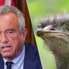 Dit is waarom RFK Jr. wil dat Canada 400 struisvogels gratie verleent