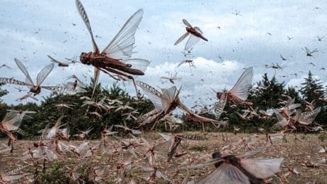 „Himmel voller Insekten“: Millionen Heuschrecken suchen Ukraine heim – ist Russland schuld?