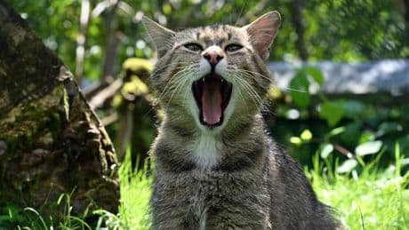 Naturschutz: "Rettungsnetz Wildkatze" - 35 Jahre BUND in Thüringen