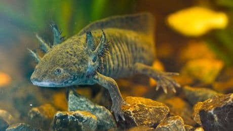 Scientists search for DNA of an endangered salamander in Mexico City’s canals