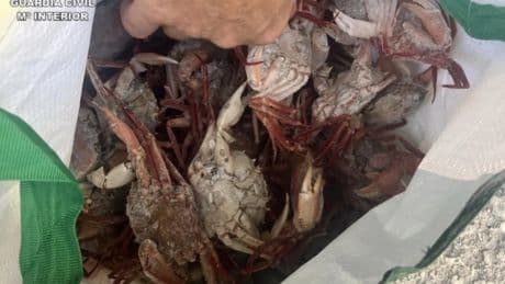 El Seprona sanciona a ocho restaurantes de Menorca por tener marisco ilegal