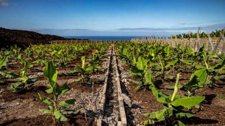 La banane Cavendish sera peut-être sauvée par un volcan des Canaries