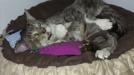 Wolfsburg: Rettung von Kater Rumpel hat hohen Preis – Spenden nötig