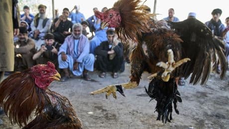Photos of cockfighting in Afghan capital show a bloody pastime thriving in the shadows
