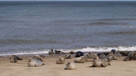 Norfolk’s Nimby seals vs Labour: Thousands of animals threatened by planning laws
