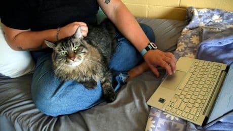 Photos of pets in dorms: Colleges are welcoming animals to help students feel at home